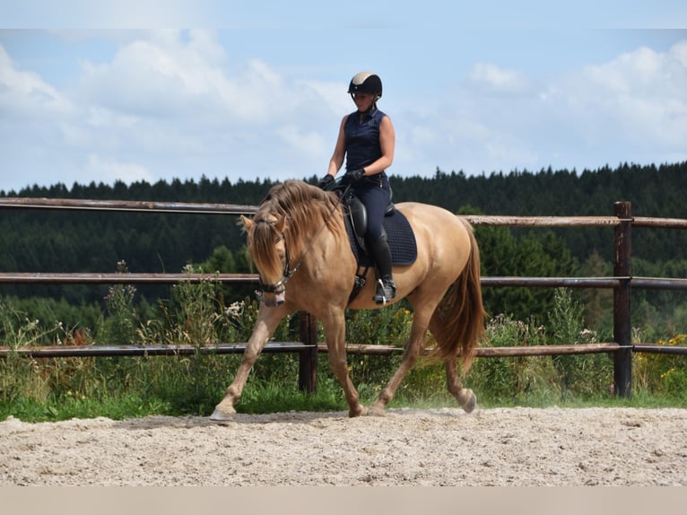 PRE Mix Hengst 11 Jahre 171 cm Pearl in Dochamps