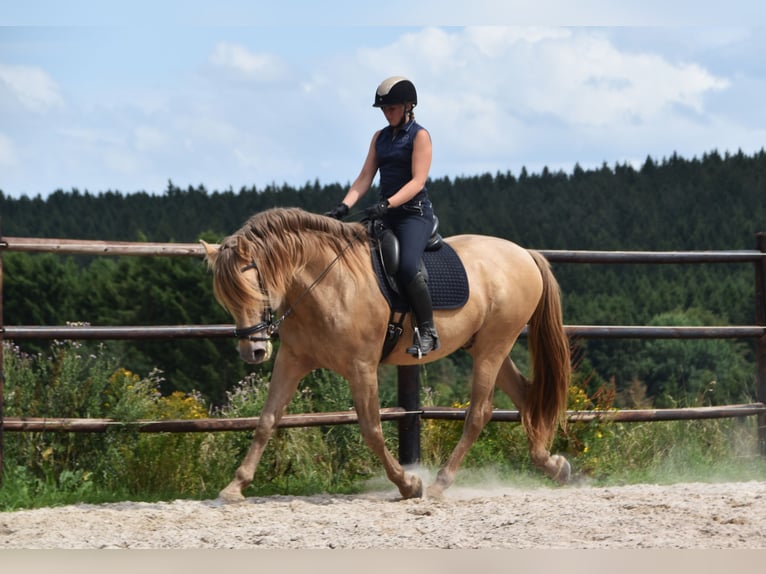 PRE Mix Hengst 11 Jahre 171 cm Pearl in Dochamps