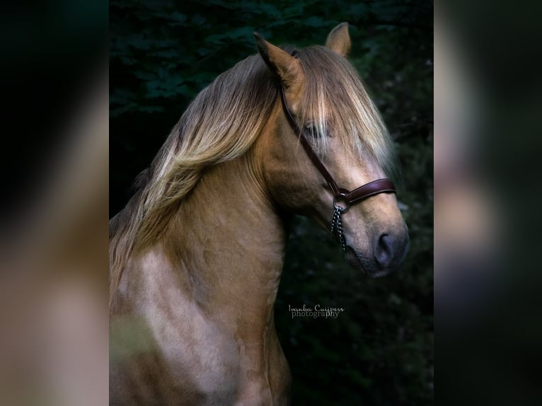 PRE Mix Hengst 11 Jahre 171 cm Pearl in Dochamps