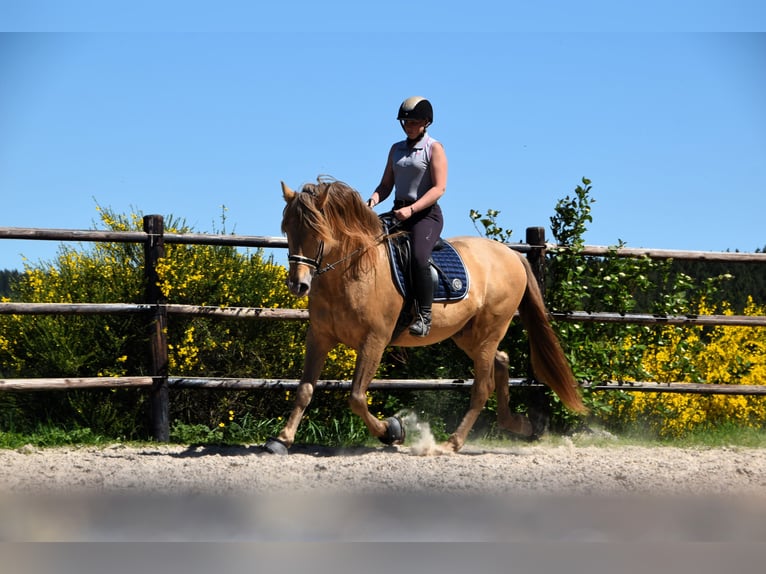 PRE Mix Hengst 11 Jahre 171 cm Pearl in Dochamps