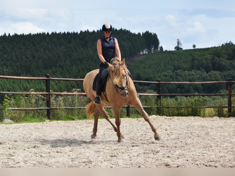 PRE Mix Hengst 11 Jahre 171 cm Pearl in Dochamps
