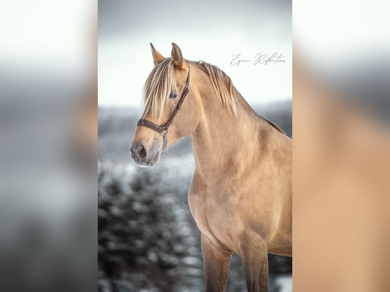 PRE Hengst 11 Jahre 171 cm Pearl in Manhay