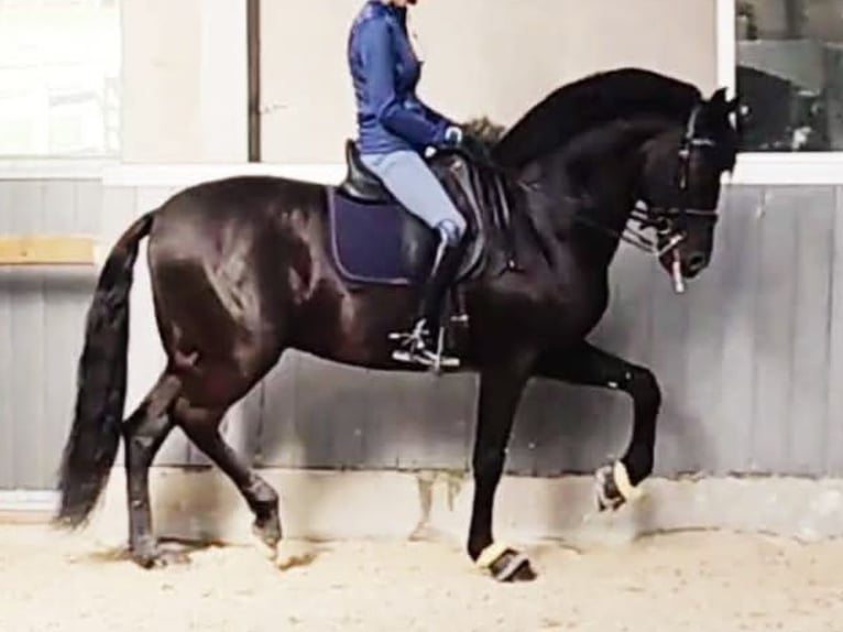 PRE Mix Hengst 11 Jahre 172 cm Rappe in Navas Del Madroño