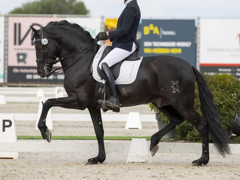 PRE Mix Hengst 11 Jahre 172 cm Rappe in Navas Del Madroño