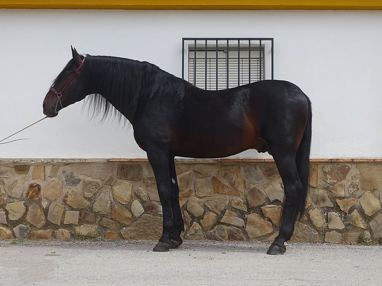 PRE Mix Hengst 11 Jahre 173 cm Rappe in Granada