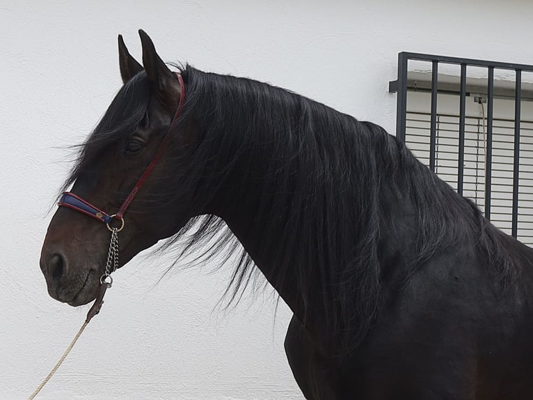 PRE Mix Hengst 11 Jahre 173 cm Rappe in Granada