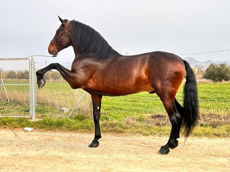 PRE Mix Hengst 11 Jahre 174 cm Brauner in Rafelguaraf