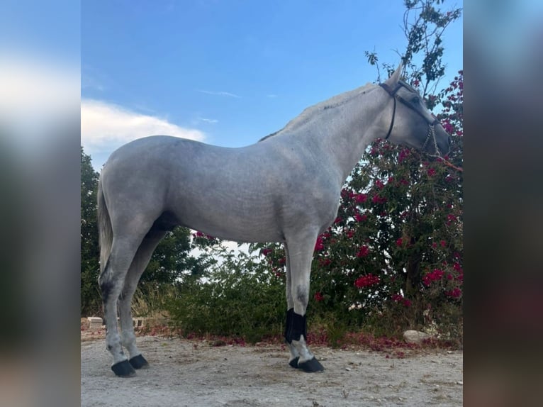 PRE Mix Hengst 12 Jaar 161 cm Schimmel in Dos Hermanas