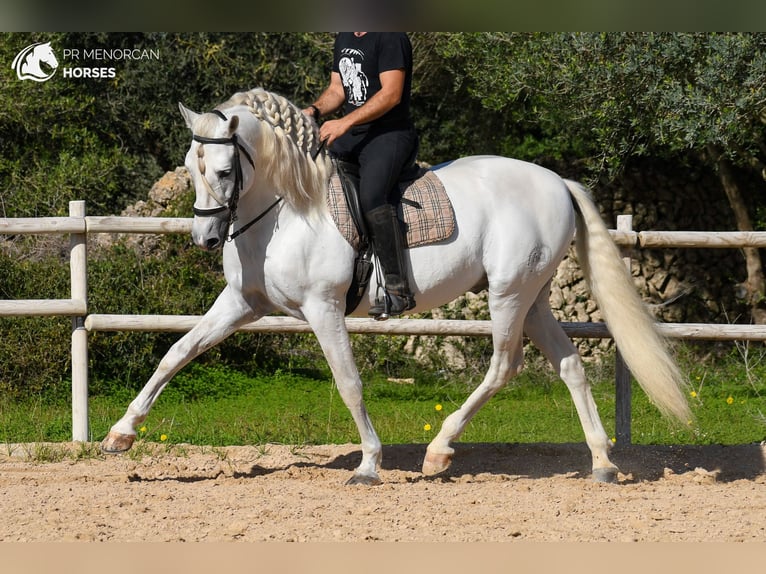 PRE Mix Hengst 12 Jaar 162 cm Wit in Menorca
