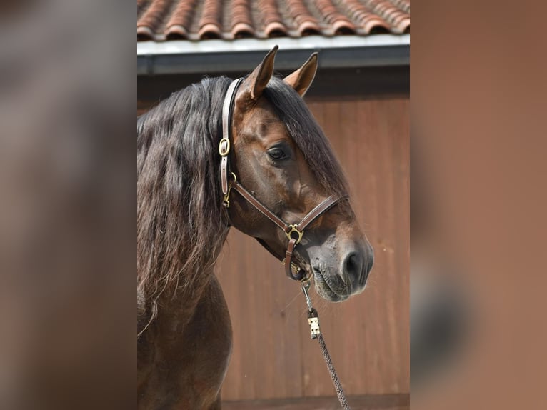 PRE Mix Hengst 12 Jaar 163 cm Bruin in San Sebastián