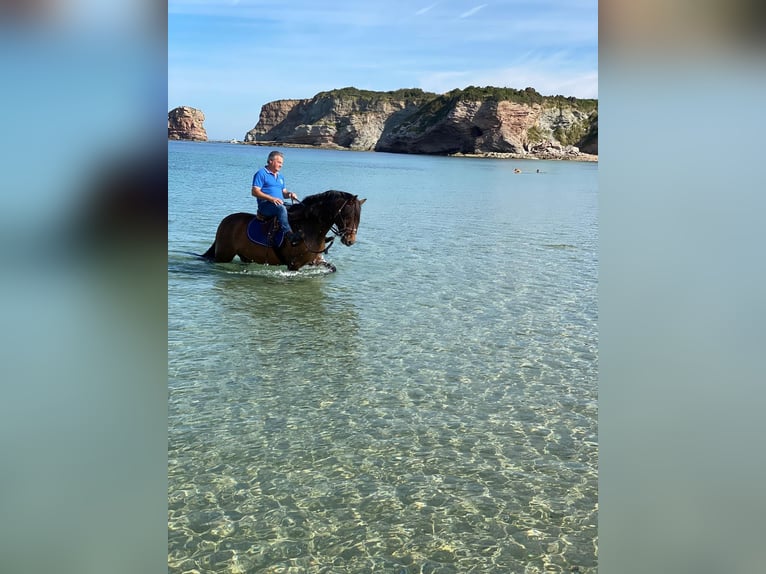PRE Mix Hengst 12 Jaar 163 cm Bruin in San Sebastián
