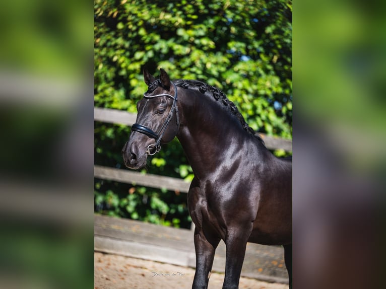 PRE Mix Hengst 12 Jaar 163 cm Zwart in Poeldijk