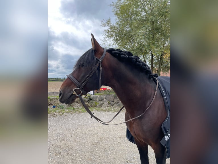 PRE Hengst 12 Jaar 164 cm Donkerbruin in Karlsfeld