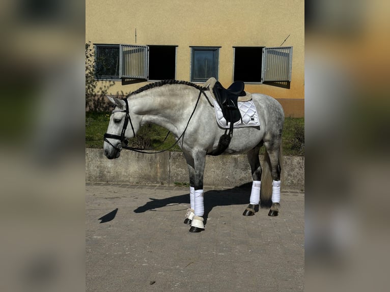PRE Mix Hengst 12 Jaar 164 cm Schimmel in Thyrow
