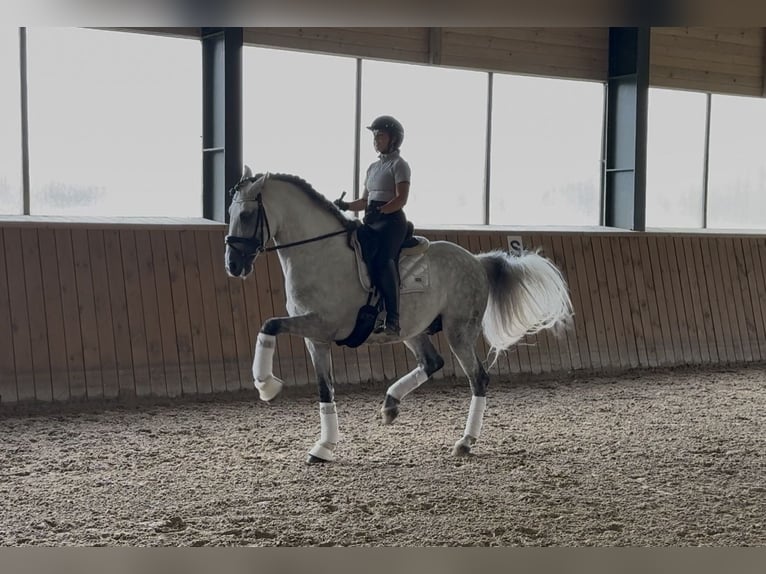 PRE Hengst 12 Jaar 164 cm Schimmel in Gdansk