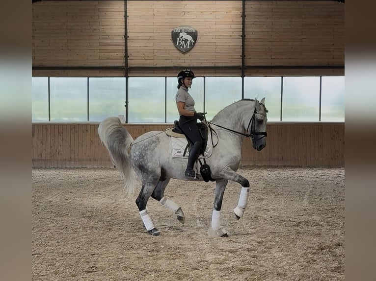 PRE Hengst 12 Jaar 164 cm Schimmel in Gdansk