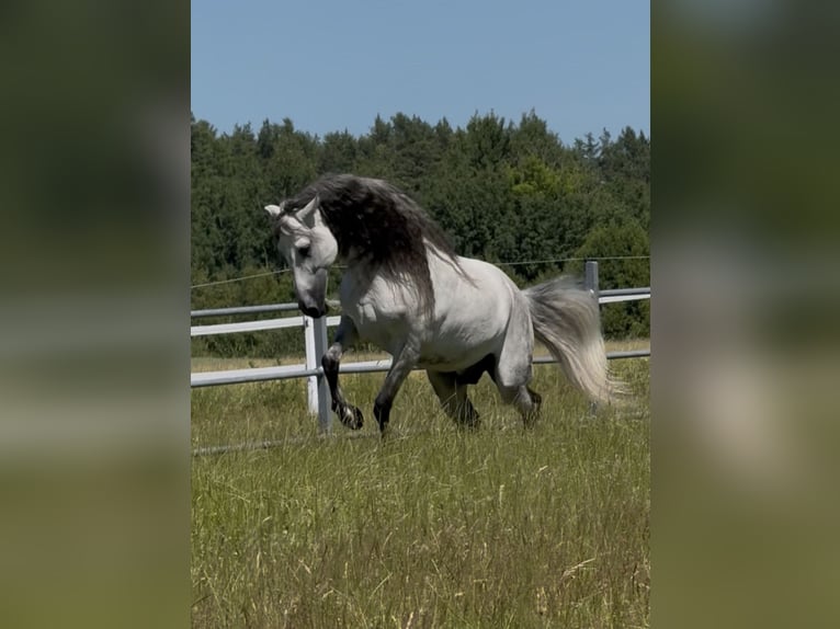 PRE Hengst 12 Jaar 164 cm Schimmel in Gdansk