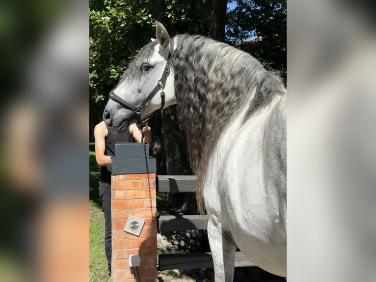 PRE Hengst 12 Jaar 164 cm Schimmel in Gdansk