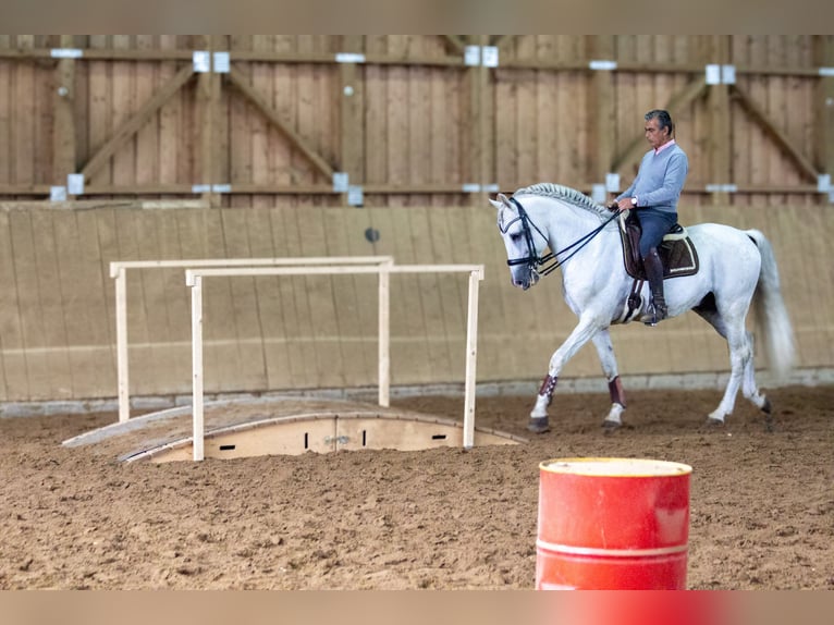 PRE Hengst 12 Jaar 164 cm Schimmel in Zolling