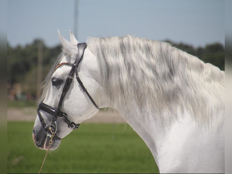 PRE Hengst 12 Jaar 164 cm Schimmel in Zolling