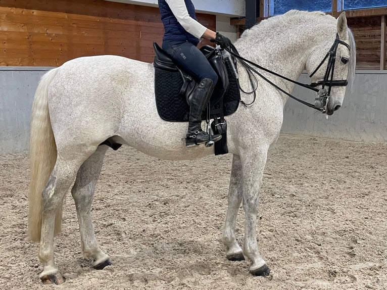 PRE Hengst 12 Jaar 165 cm Vliegenschimmel in Otzberg