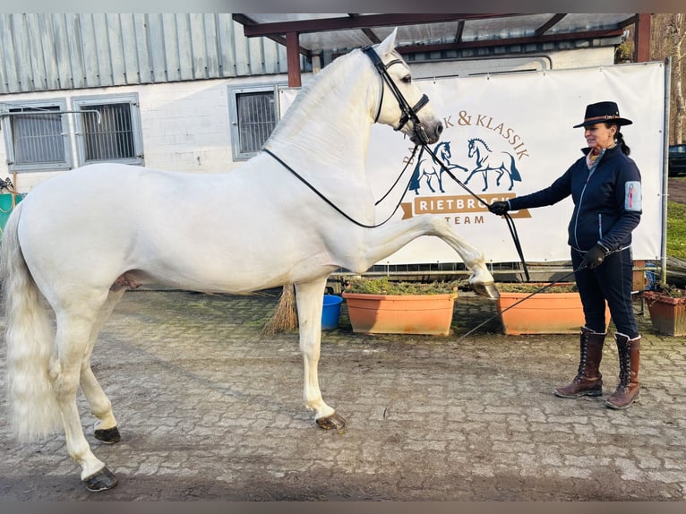 PRE Hengst 12 Jaar 166 cm Appelschimmel in Sottrum