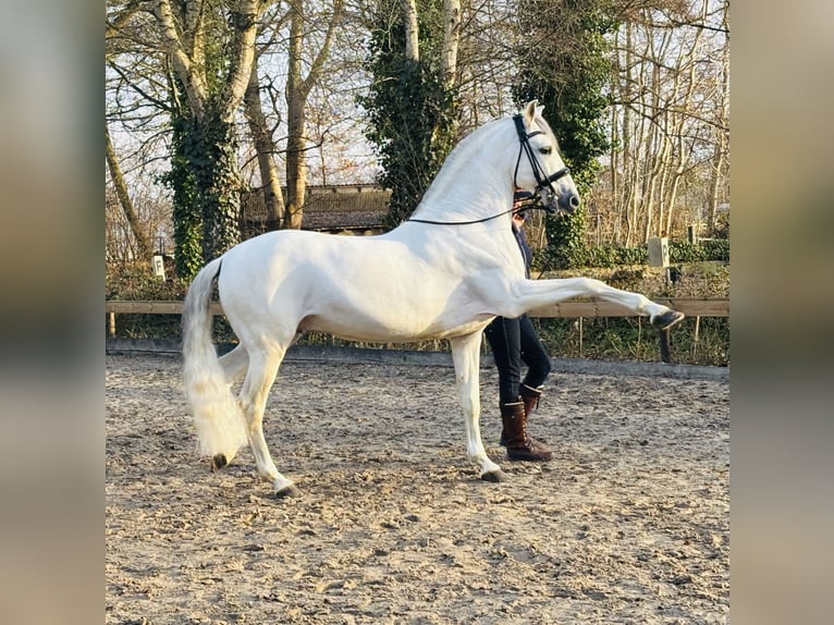 PRE Hengst 12 Jaar 166 cm Appelschimmel in Sottrum