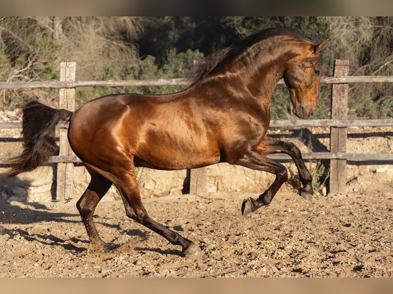 PRE Mix Hengst 12 Jaar 166 cm Bruin in El Catllar