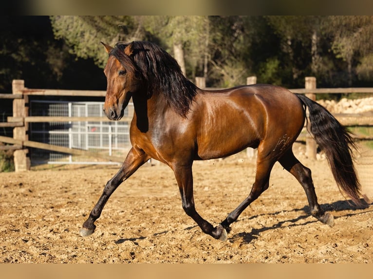 PRE Mix Hengst 12 Jaar 166 cm Bruin in El Catllar