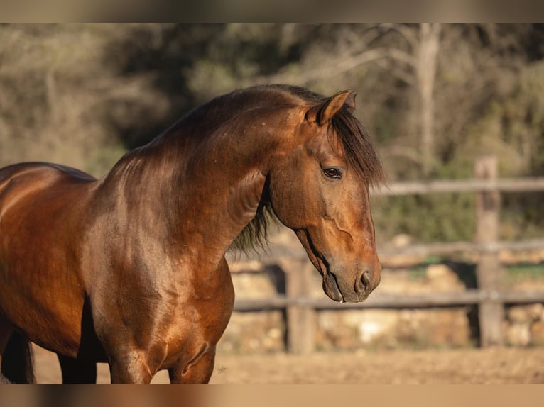 PRE Mix Hengst 12 Jaar 166 cm Bruin in El Catllar