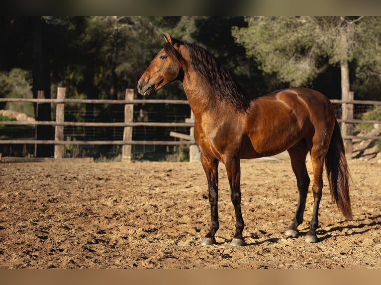 PRE Mix Hengst 12 Jaar 166 cm Bruin in El Catllar
