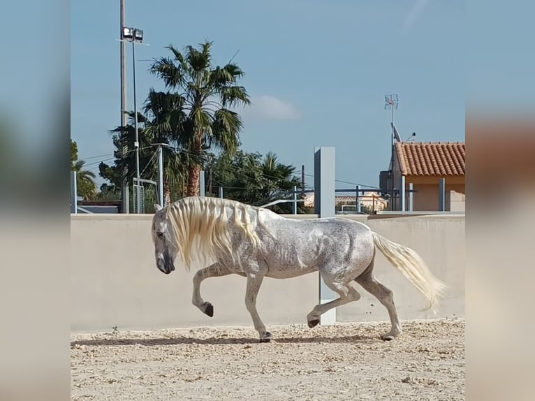 PRE Hengst 12 Jaar 166 cm Vliegenschimmel in Alicante/Alacant