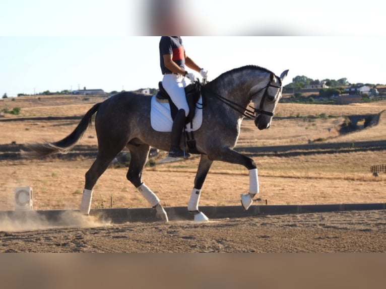 PRE Mix Hengst 12 Jaar 167 cm Schimmel in navas del madrono