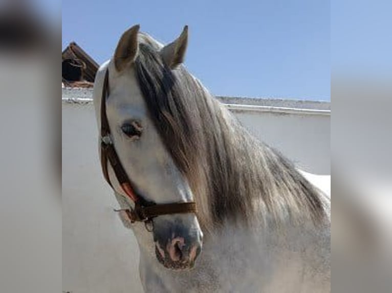 PRE Mix Hengst 12 Jaar 167 cm Schimmel in Malaga