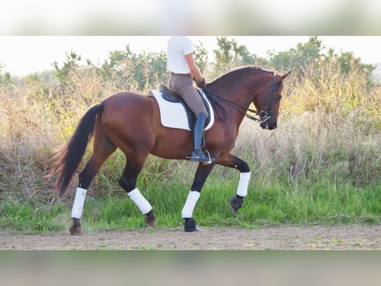 PRE Hengst 12 Jaar 168 cm Roodbruin in navas del madrono