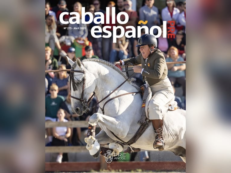 PRE Hengst 12 Jaar 168 cm Schimmel in Jerez De La Frontera