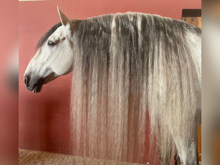 PRE Mix Hengst 12 Jaar 170 cm Appelschimmel in Martfeld