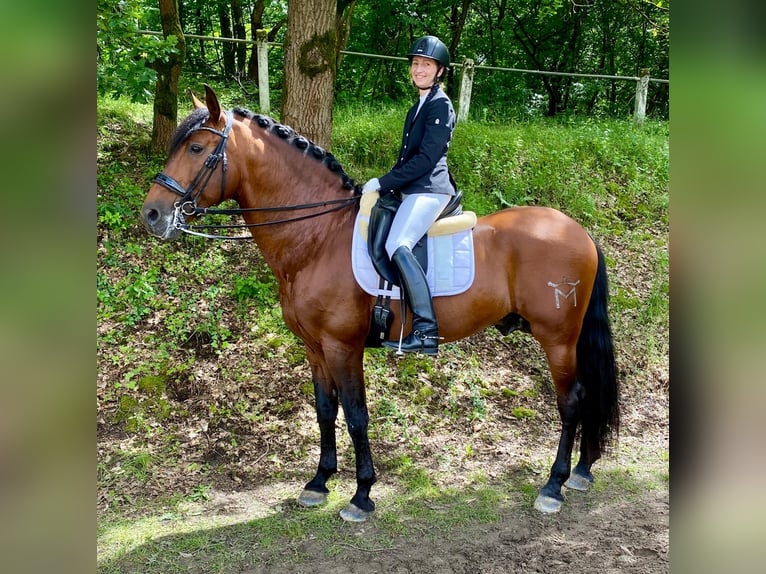 PRE Hengst 12 Jaar 170 cm Bruin in Roßdorf