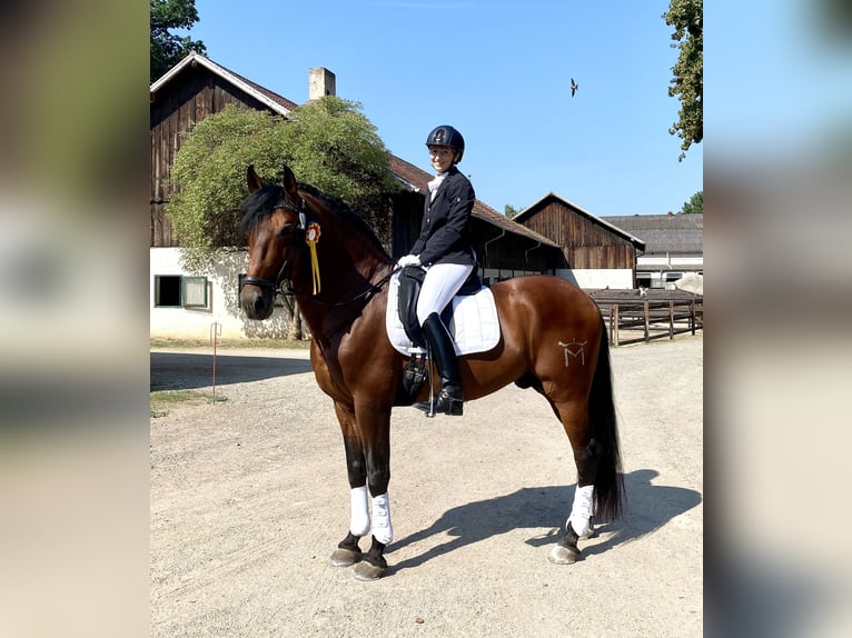 PRE Hengst 12 Jaar 170 cm Bruin in Roßdorf