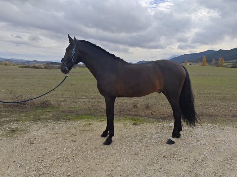PRE Hengst 12 Jaar 170 cm Donkerbruin in Pamplona