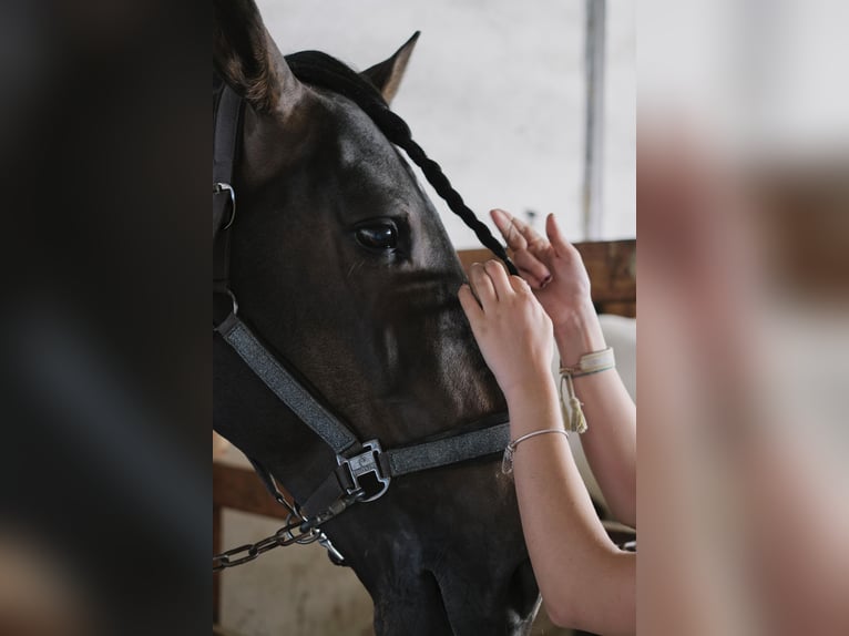 PRE Hengst 12 Jaar 170 cm Donkerbruin in Pamplona