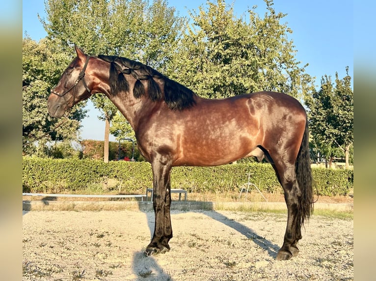 PRE Mix Hengst 12 Jaar 170 cm Donkerbruin in Martfeld