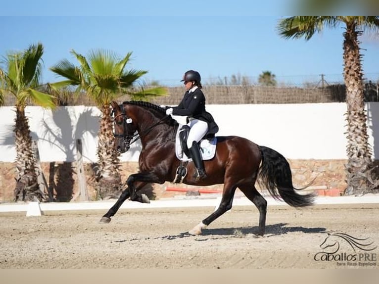 PRE Hengst 12 Jaar 173 cm Bruin in Barcelona