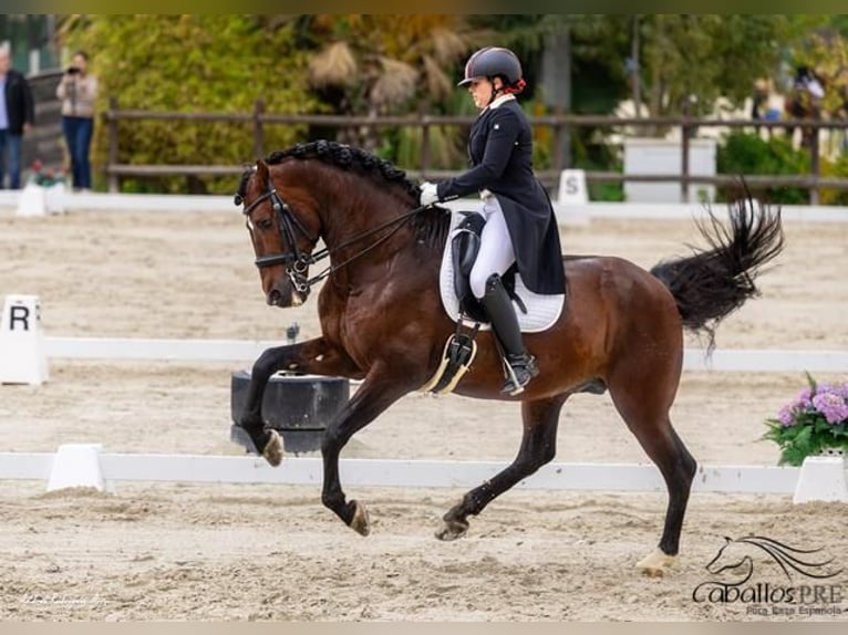 PRE Hengst 12 Jaar 173 cm Bruin in Barcelona