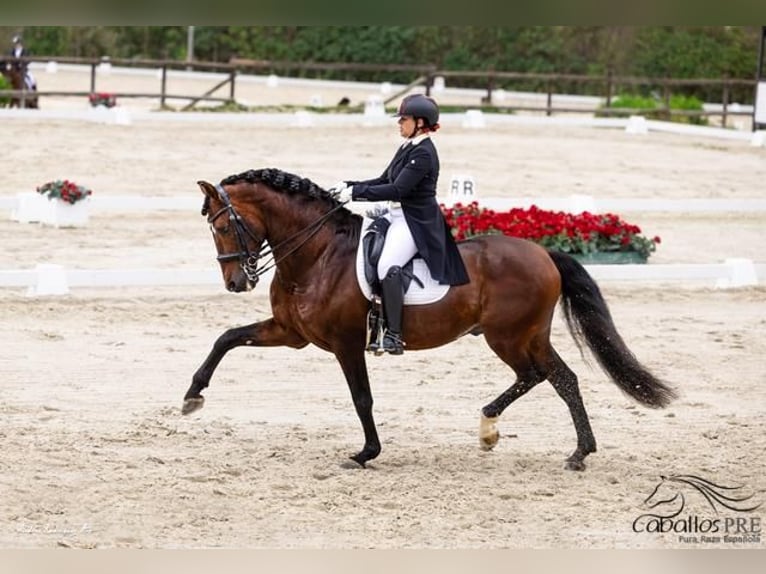 PRE Hengst 12 Jaar 173 cm Bruin in Barcelona