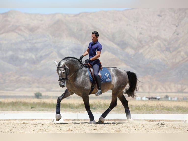 PRE Mix Hengst 12 Jaar 173 cm Schimmel in Madera, CA