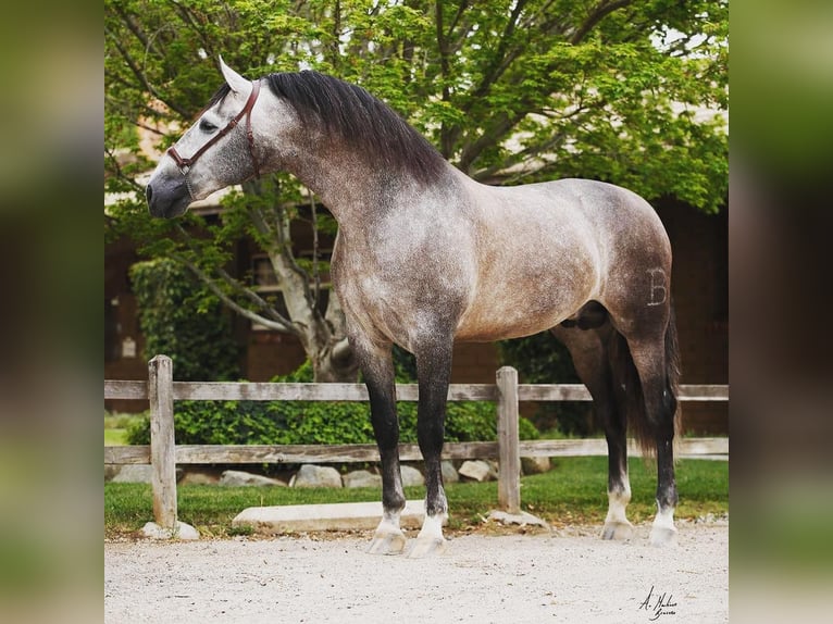PRE Mix Hengst 12 Jaar 173 cm Schimmel in Madera, CA