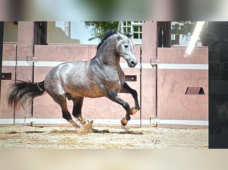 PRE Mix Hengst 12 Jaar 173 cm Schimmel in Madera, CA