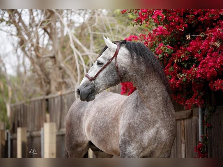 PRE Mix Hengst 12 Jaar 173 cm Schimmel in Madera, CA