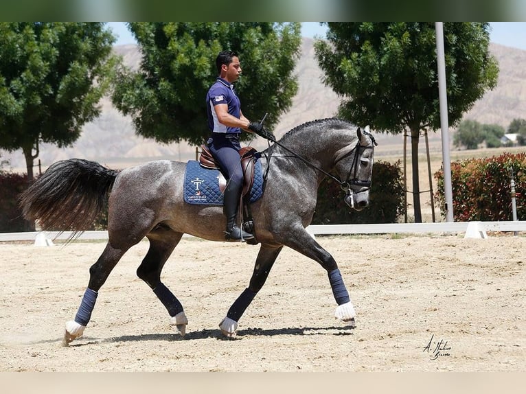 PRE Mix Hengst 12 Jaar 173 cm Schimmel in Madera, CA
